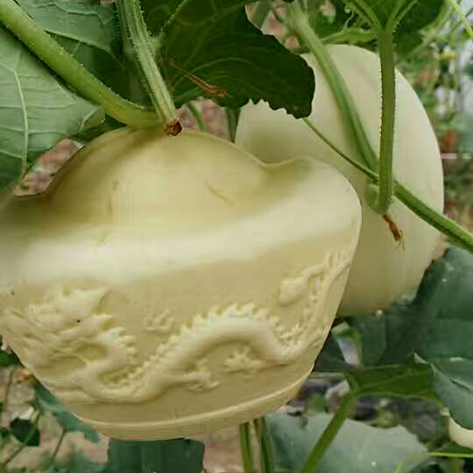 元宝形水果模具金元宝甜瓜模具元宝形西瓜模具心形方形西瓜模具