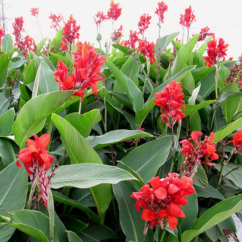 美人蕉花草种子美人蕉种球种根庭院地栽盆栽植物花草花卉种籽花籽