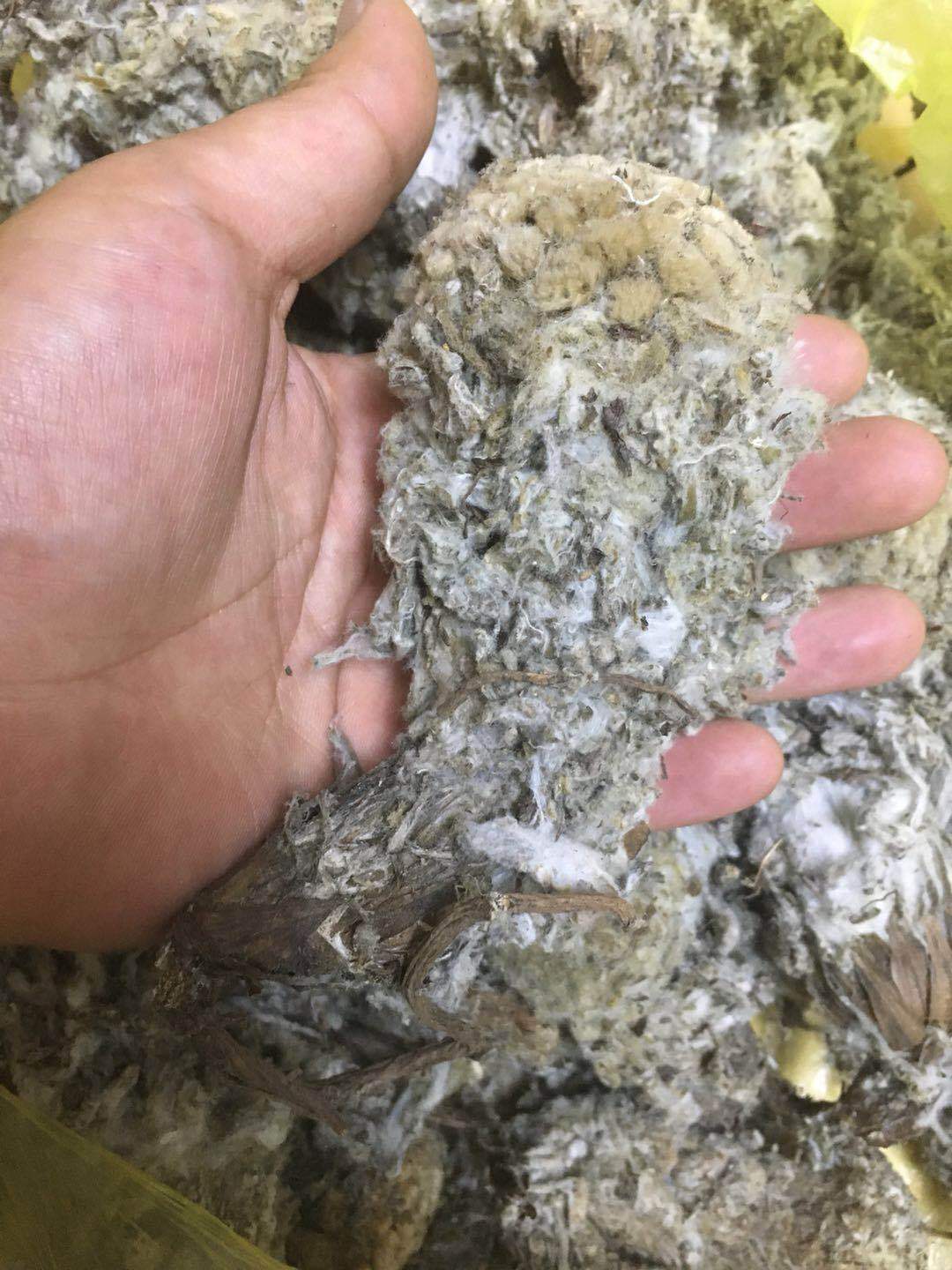 批发青海玉树土特产雪莲花藏雪莲纯野生无加工自然晒干一件代发