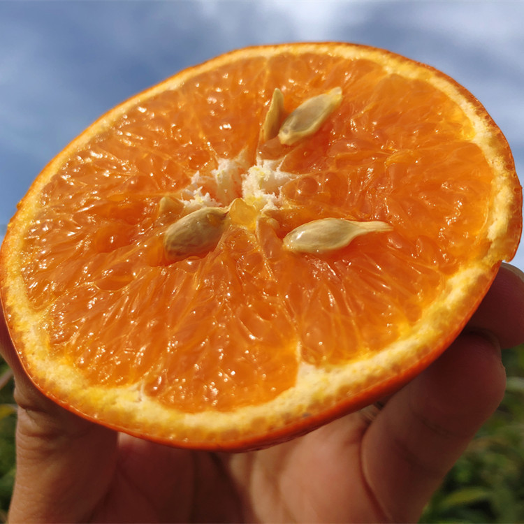沃柑8斤四川新鲜当季水果 非广西 丑柑丑橘青见柑季茂谷柑