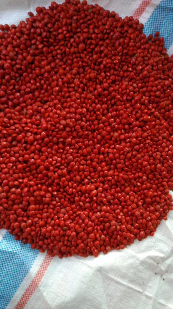 相思红豆,相思豆 ,血菩提原籽原料红豆菩提红豆批发红豆菩提子