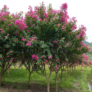 绿化工程 花树