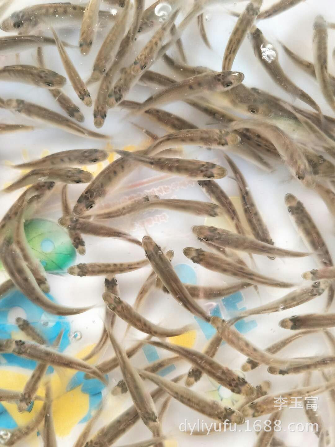 大量供应 山东 海水鲈鱼苗. 成活率高 生长速度快 空运全国