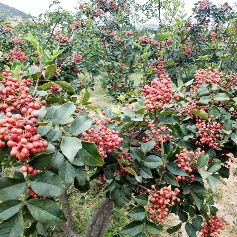 批发大红袍花椒树 树木基地直销 大红袍花椒树 价格优惠