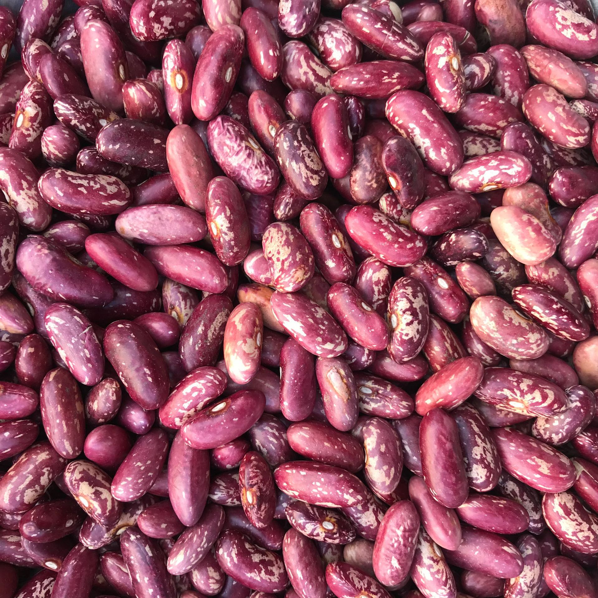 工厂供应红花芸豆奶花芸豆花筋豆白芸豆花腰豆金丝豆紫花芸豆杂粮