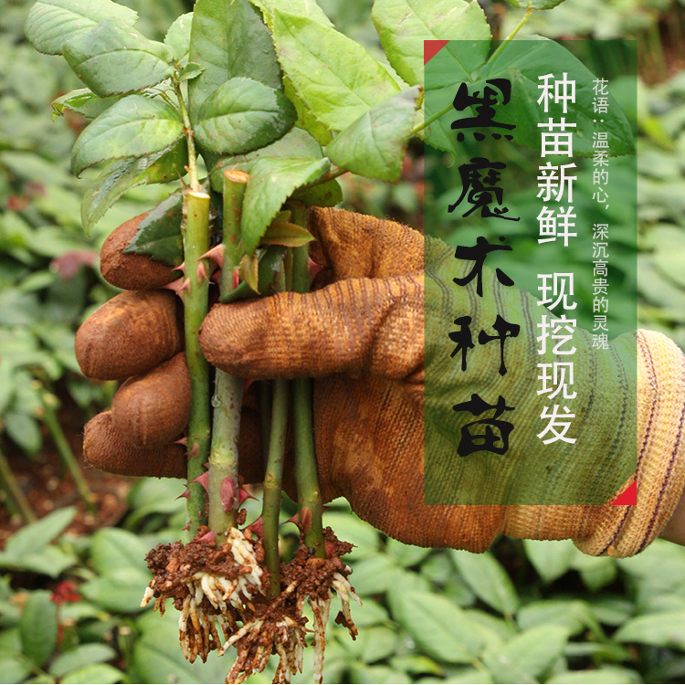 云南玫瑰苗批发 黑魔术月季花苗 家庭园艺绿植大花盆栽苗基地直销