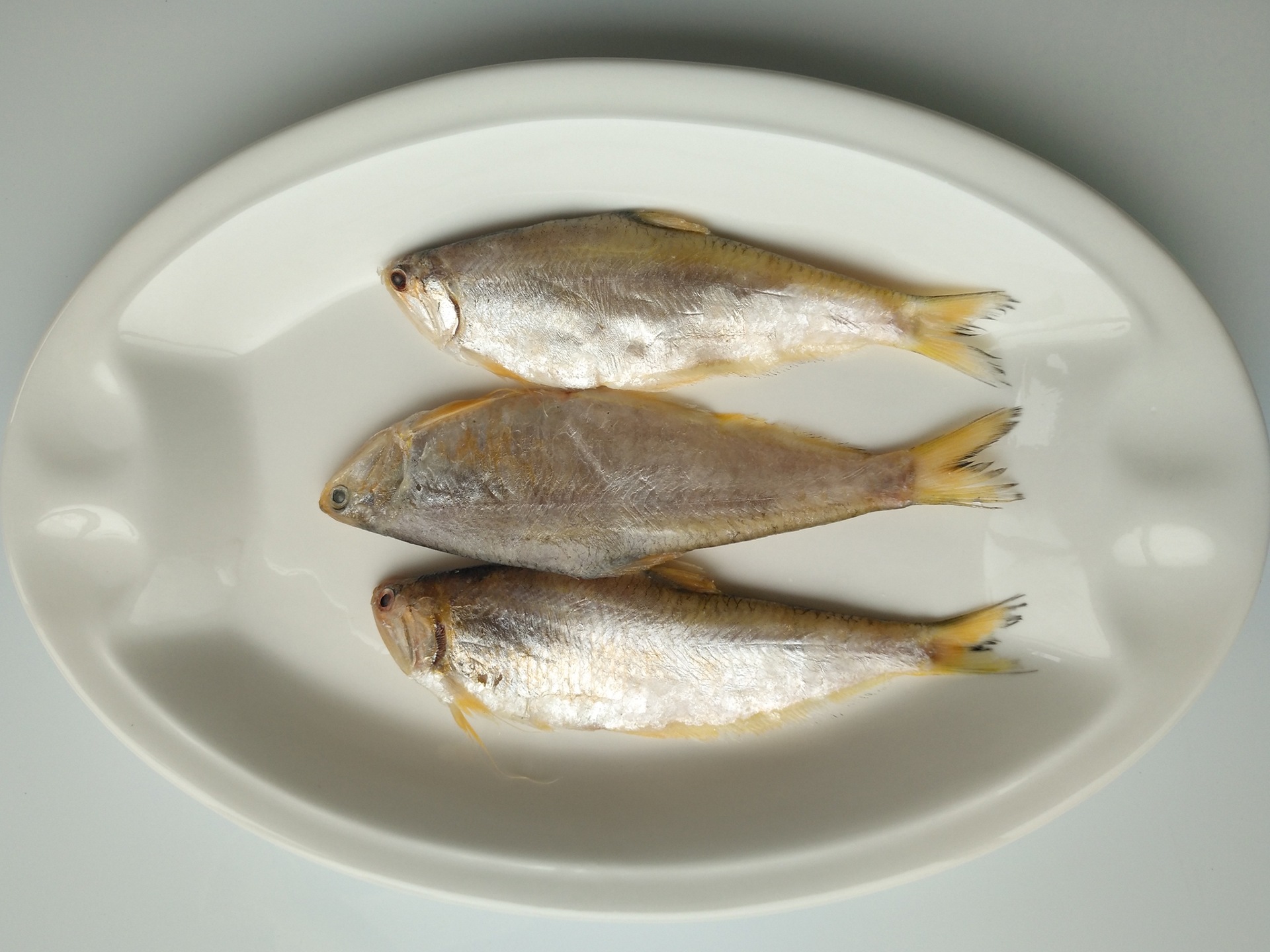 供应新鲜黄鲫鱼黄鲫子鱼黄