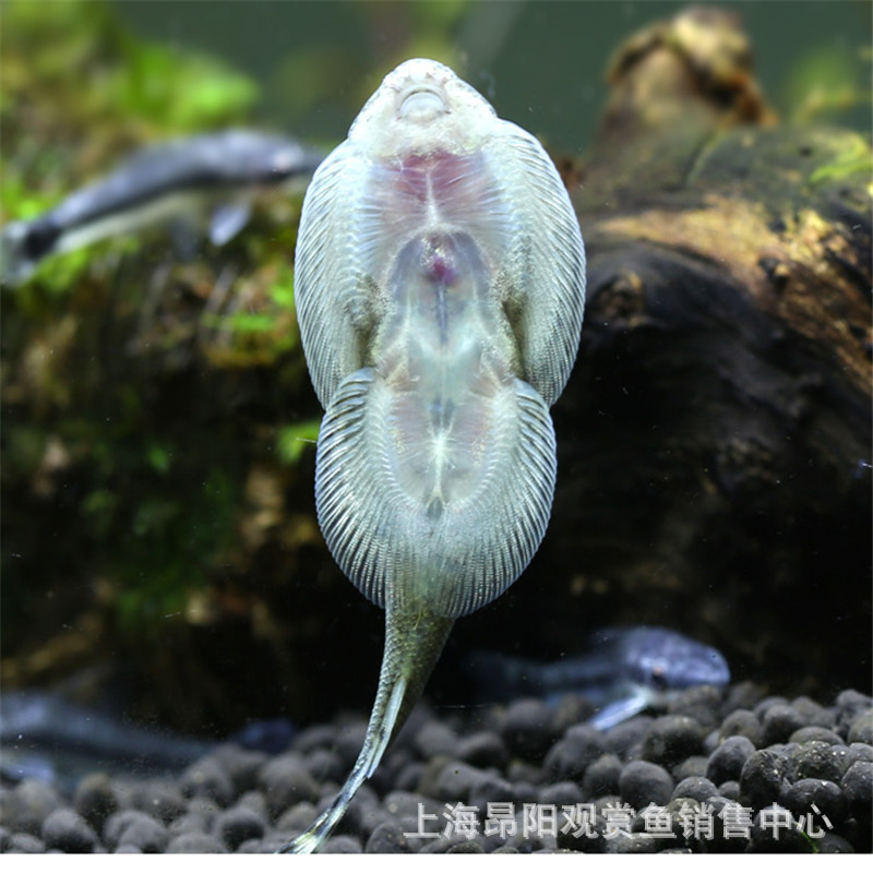 吸盘鱼活体 爬鳅鱼 清洁工 低温鱼 观赏鱼 可爱的鱼 琵琶鱼 包活