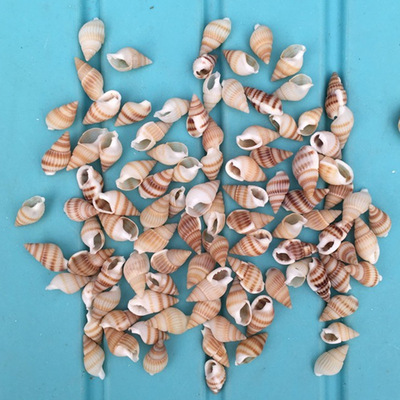 [天然黄色迷你小米螺 1.5厘米] 海螺贝壳创意画工艺品diy手工材料