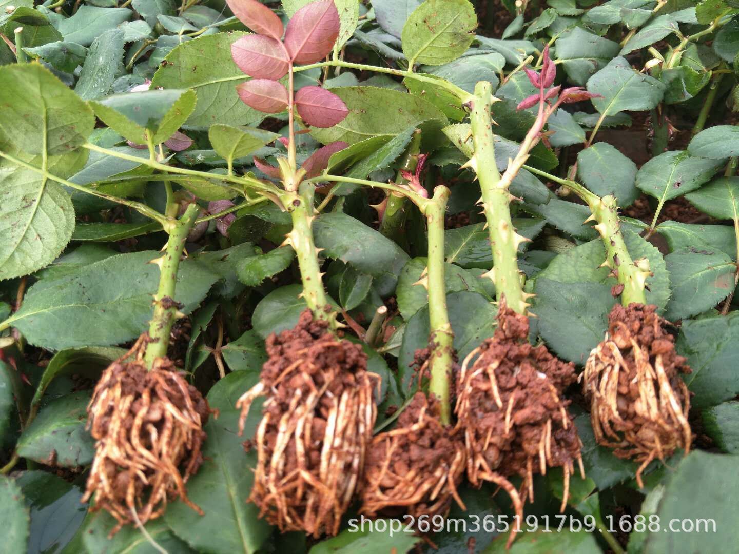 云南玫瑰苗紫皇后玫瑰花苗月季花苗紫色鲜切花种苗绿化工程苗