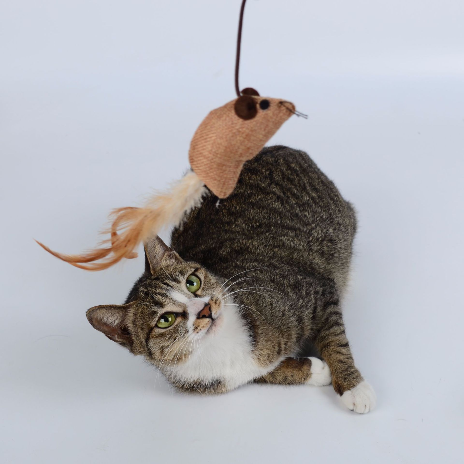 道格猫玩具套餐7件1套羽毛铃铛玩具逗猫棒磨牙磨爪玩具亚马逊批发