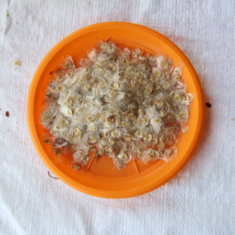 火焰木种子 林木种子 火焰树种子 澳洲火焰木 绿化工程 树种