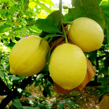 香水柠檬树苗食用地栽盆栽南北方种植黄青柠檬树苗带花发货