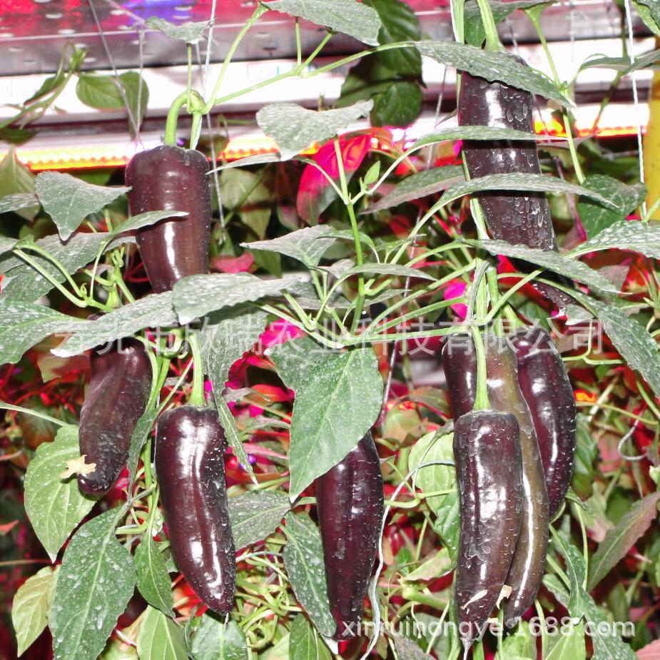 每袋1000粒 中早熟紫色尖椒品种,植株生长旺盛,商品果紫黑色,微辣