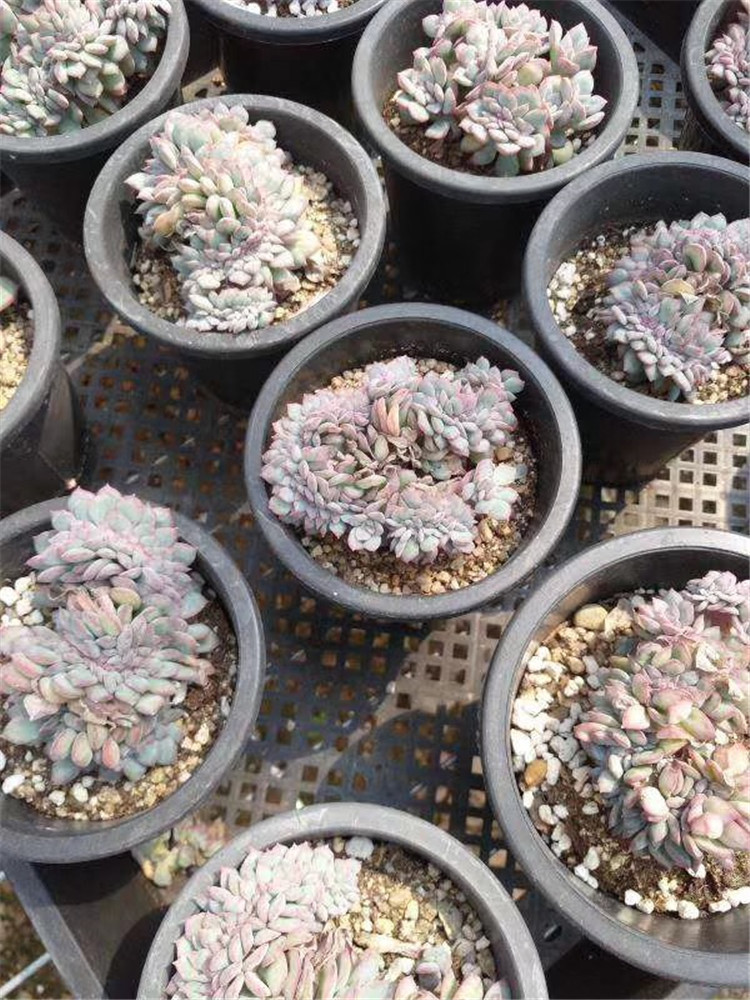 998多肉植物贵货批发 tp缀化盆9cm多肉品种裸根发限量
