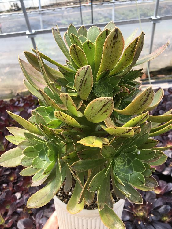 天羽多肉 砍头苗绿法师 黑法师原始种 多肉种苗 批发多肉植物