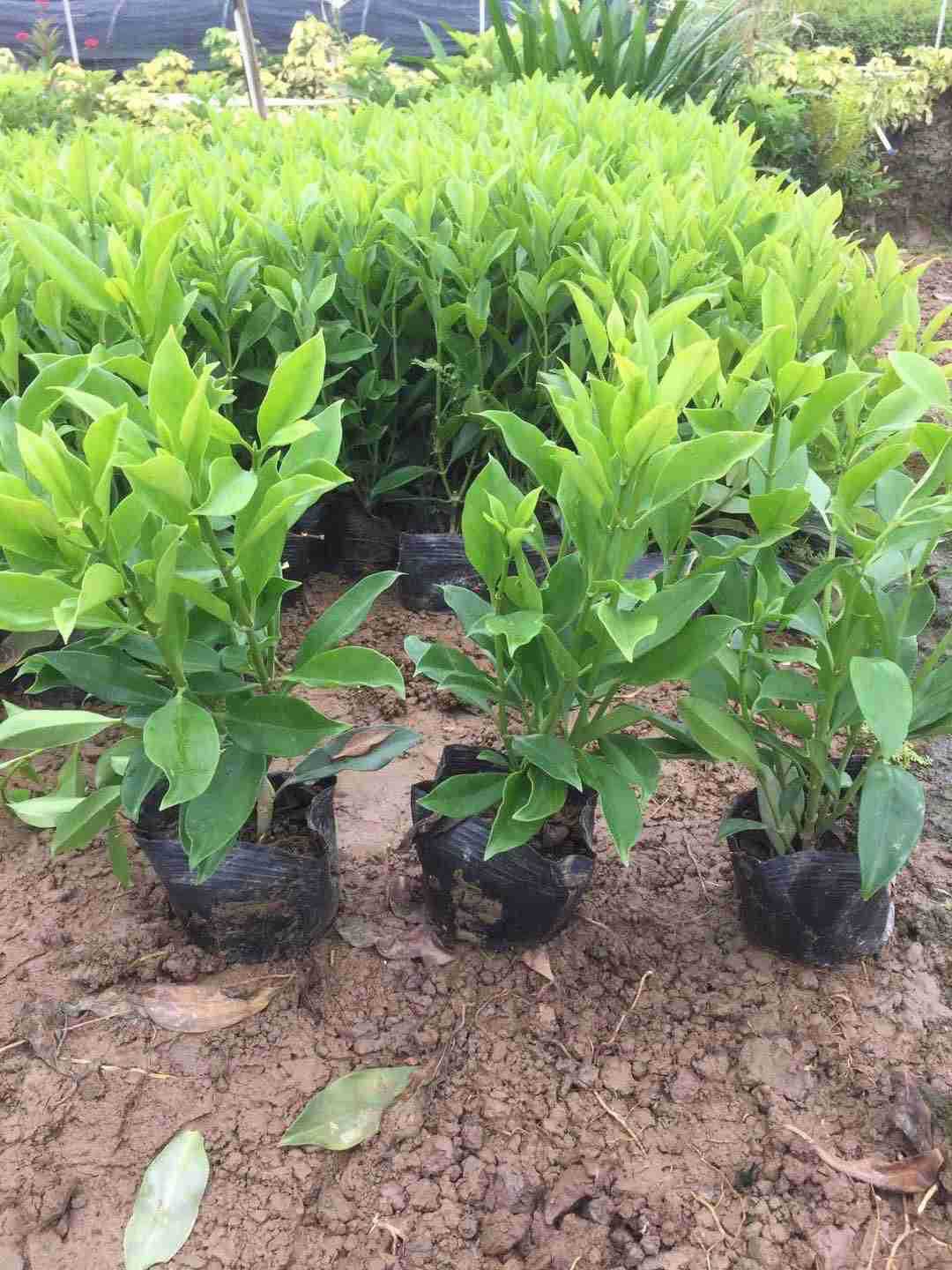 供应 非洲茉莉 灰莉 非洲茉莉球型 塔形 袋苗 小苗 扦插苗