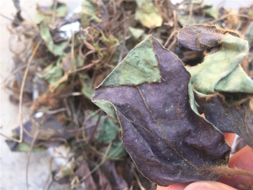 中药材杏香兔耳风兔耳草朝天一支香小一枝箭白眉一柱香扑地毛大丁