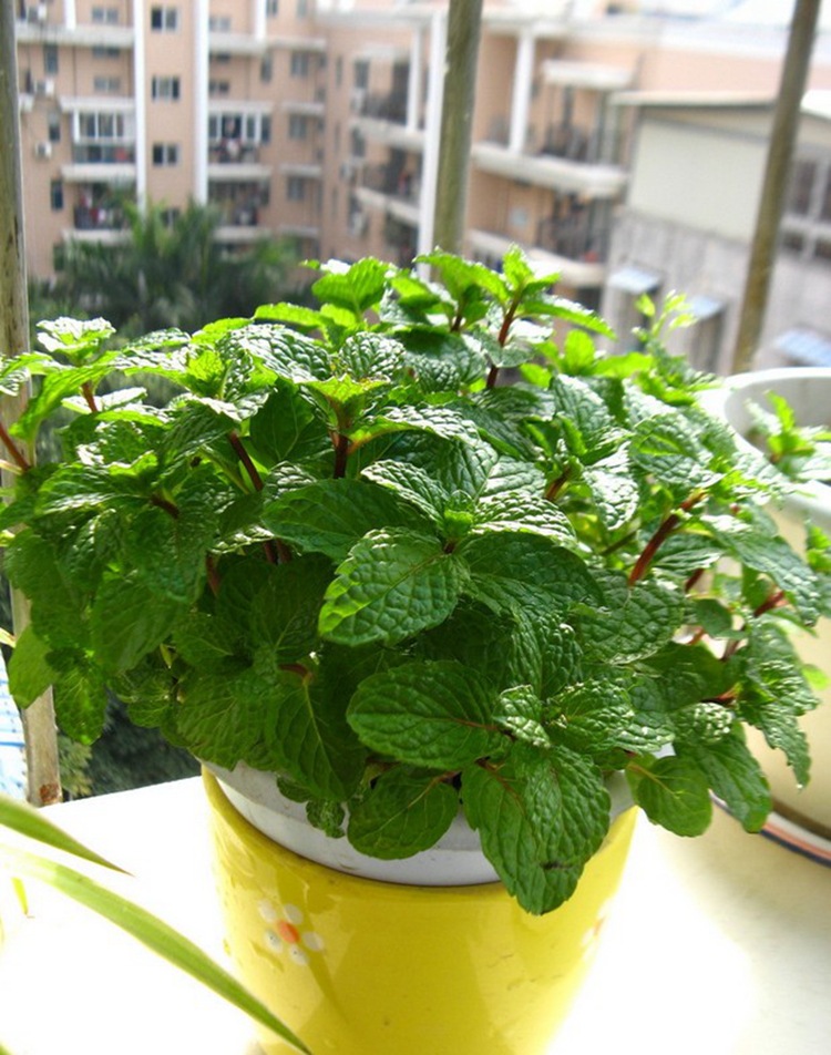 蔬菜种子_猫薄荷 盆栽香草可食用蔬菜种子菜籽花种 薄荷种子 - 阿里巴