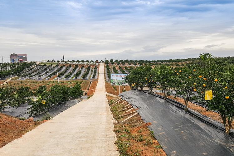 四川金堂血橙9斤装 新鲜多汁橙子现摘现发孕妇水果 产品直销(不含运费