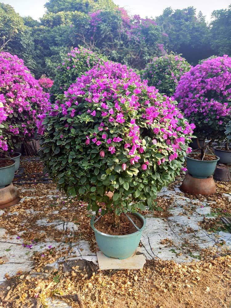 好客园艺 三角梅球 60-150cm源头厂家直批