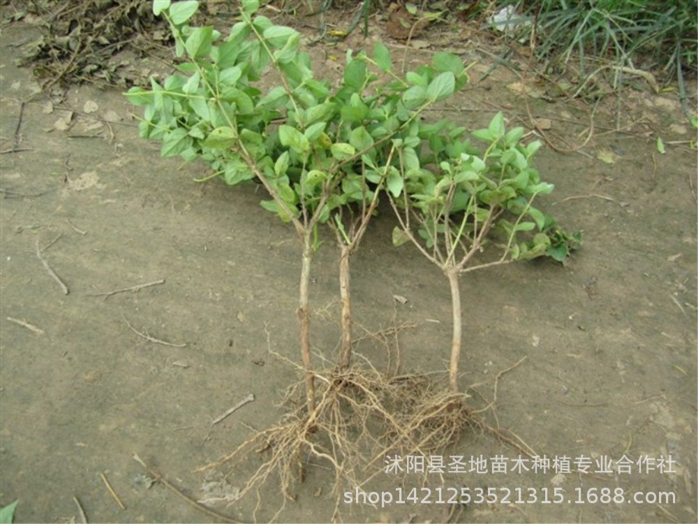 金银花简介: 中文学名: 金银木  拉丁学名: lonicera maackii(ru.r.