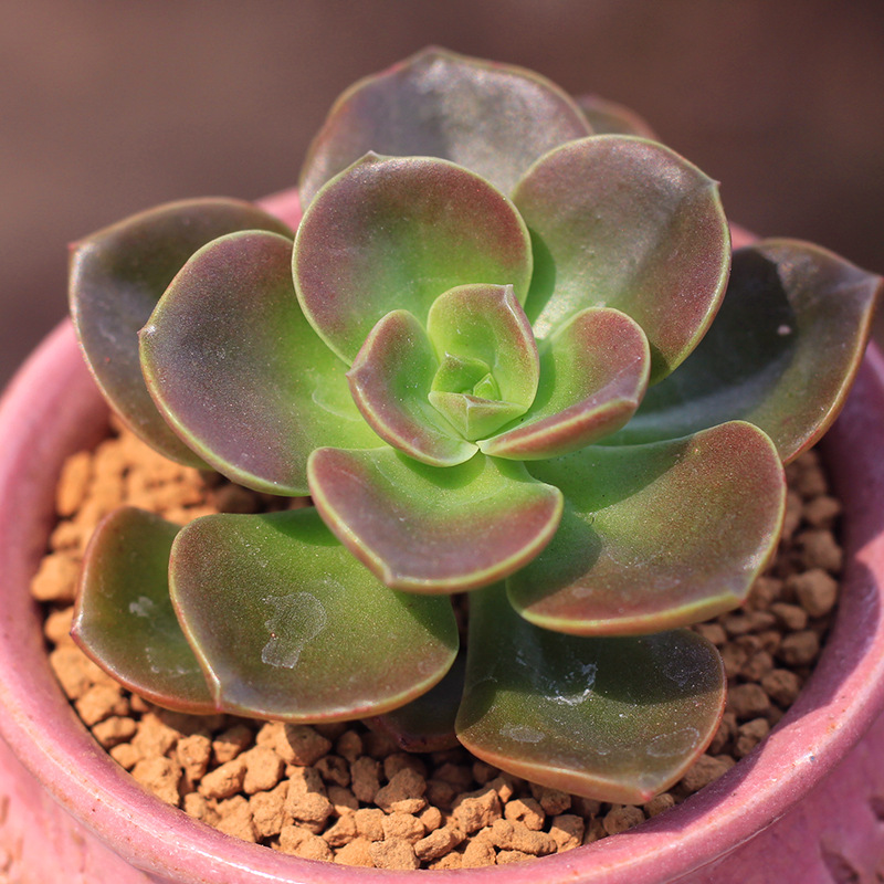 多肉植物 巧克力方砖 盆栽绿植花卉盆花组合多肉办公室盆景