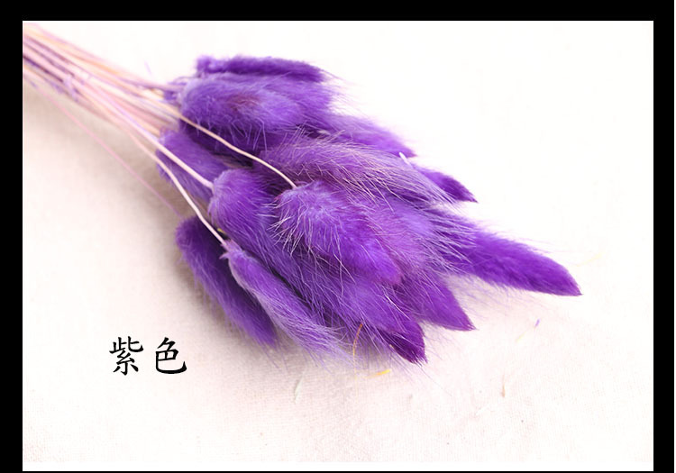 兔尾草干花家居装饰真花永生花狗尾巴草拍摄道具兔尾草干花批发
