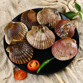 扇贝鲜活野生蒜蓉元贝烧烤小红贝粉丝彩虹扇贝七彩贝港湾贝批发