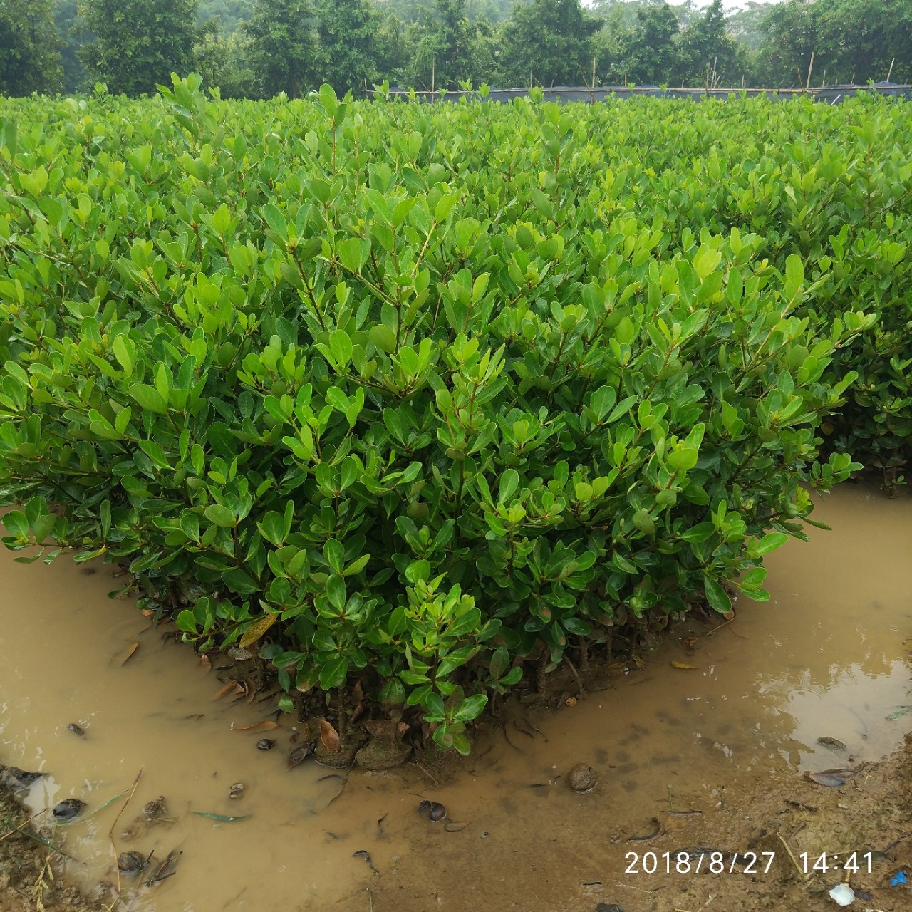 花厂直销桐花树苗 湿地绿化红树林袋苗批发