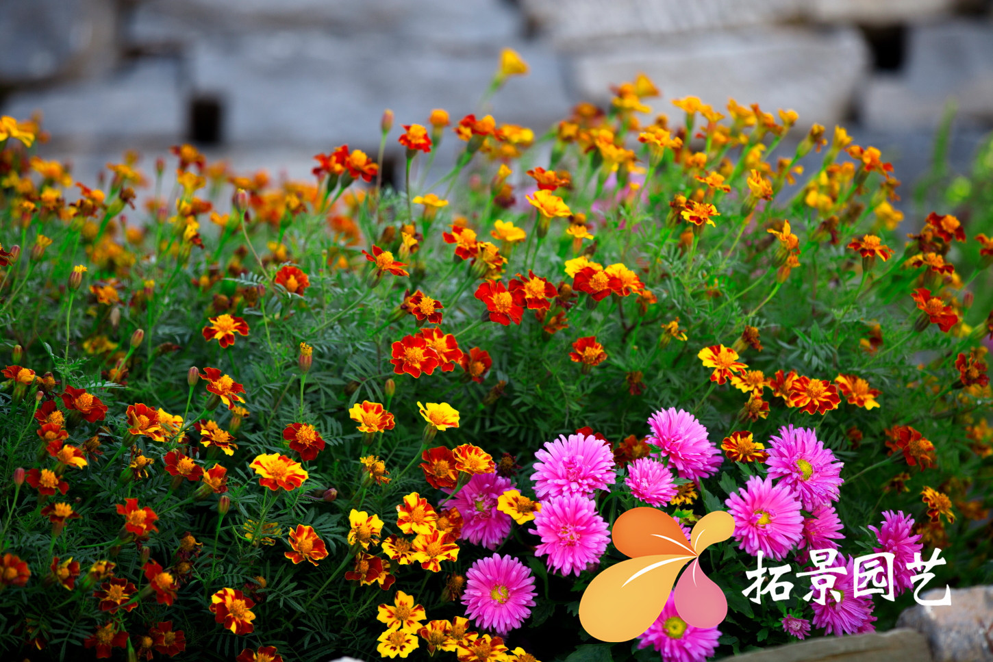 野花组合种子四季开花野花组合庭院花海易种植矮杆草花组合花籽