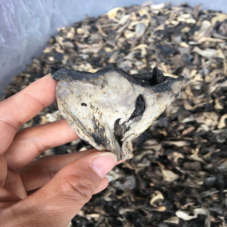 喇叭菌 灰喇叭菌(黑喇叭菌) 云南土特产 食用菌批发 产地直销