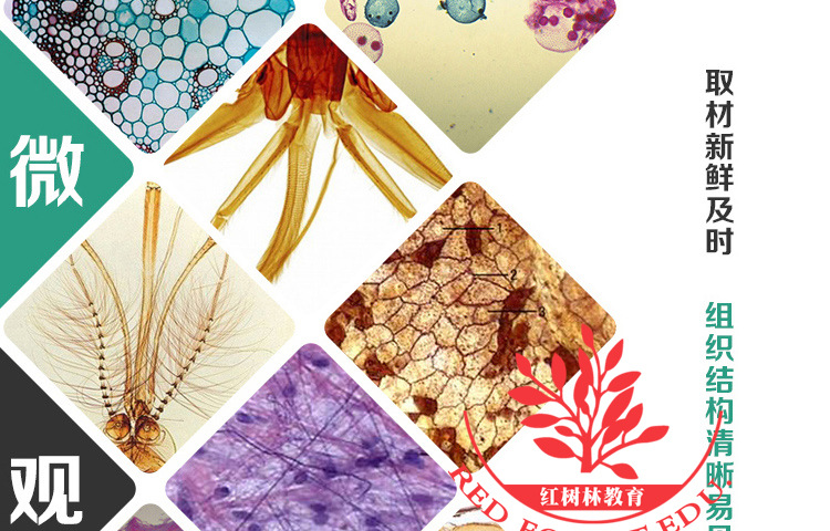 教学标本结构清晰地钱系列切片标本地钱精子器地钱颈卵器生物切片