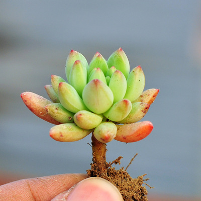 柳叶年华小桩 单头3cm左右 特价多肉植物批发绿植盆栽盆景拼盘肉