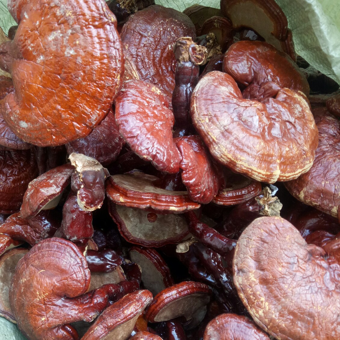 蜜饯产业网 蜜饯供应 供应批发中药材 红灵芝 灵芝