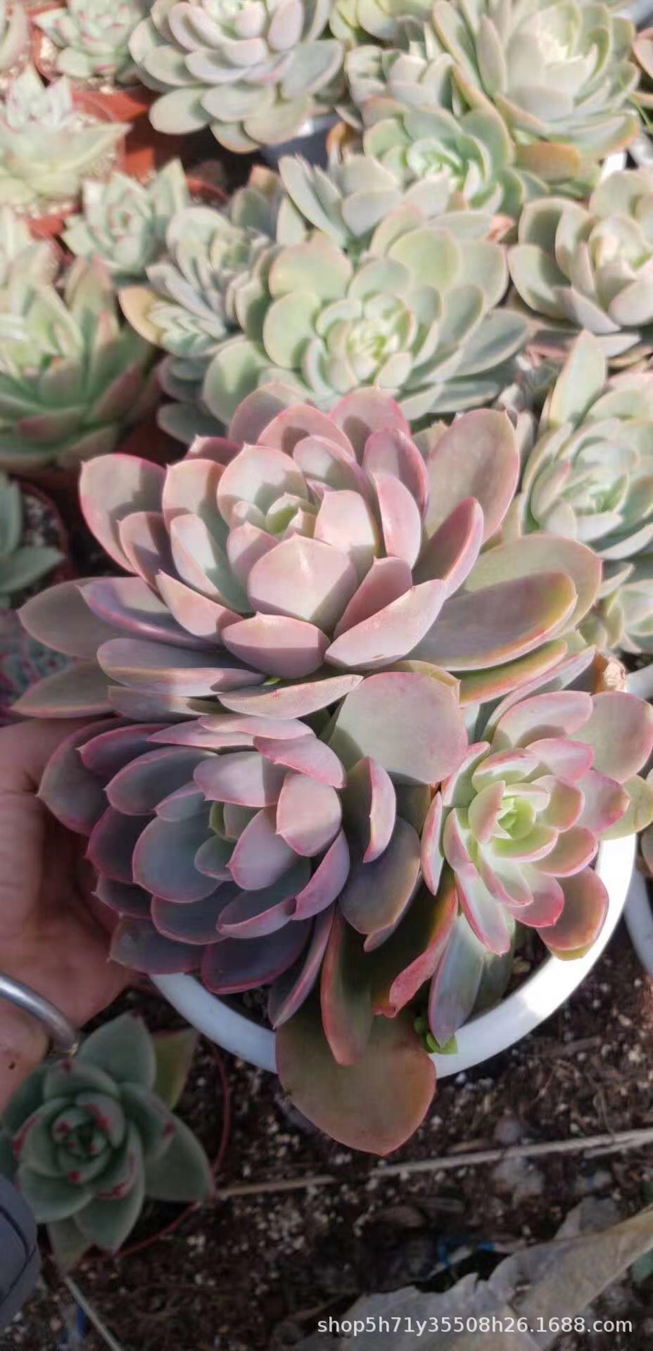 0382盆栽多肉植物大棚批发 丝绸面纱群盆16cm多肉品种状态实拍发