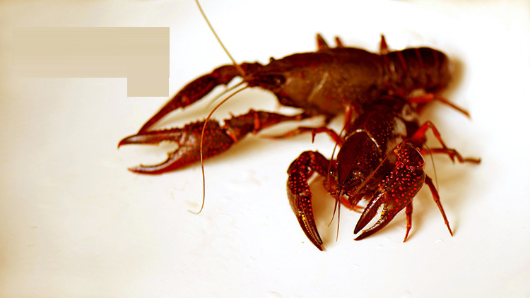 常年供应淡水龙虾龙虾仔小龙虾养殖批发小红龙虾培育龙虾苗