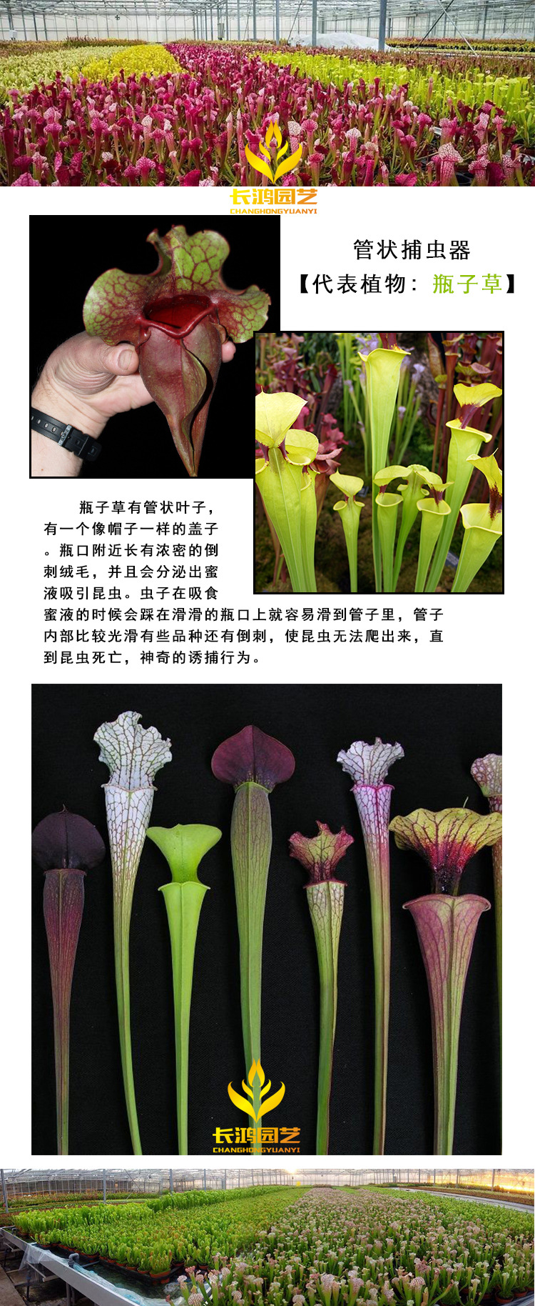 朱迪思瓶子草 食虫植物 食人花 基地直销批发 盆栽花卉绿植