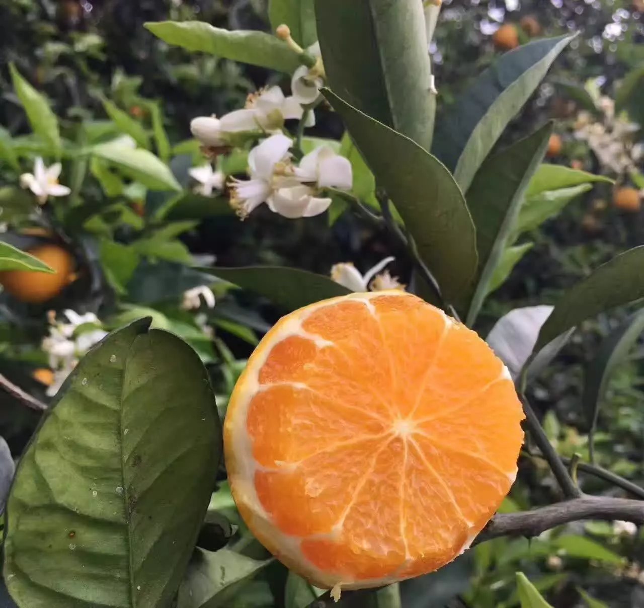 倾国"倾橙"一见"倾心"秭归伦晚脐橙,天赐良果,大器晚成!