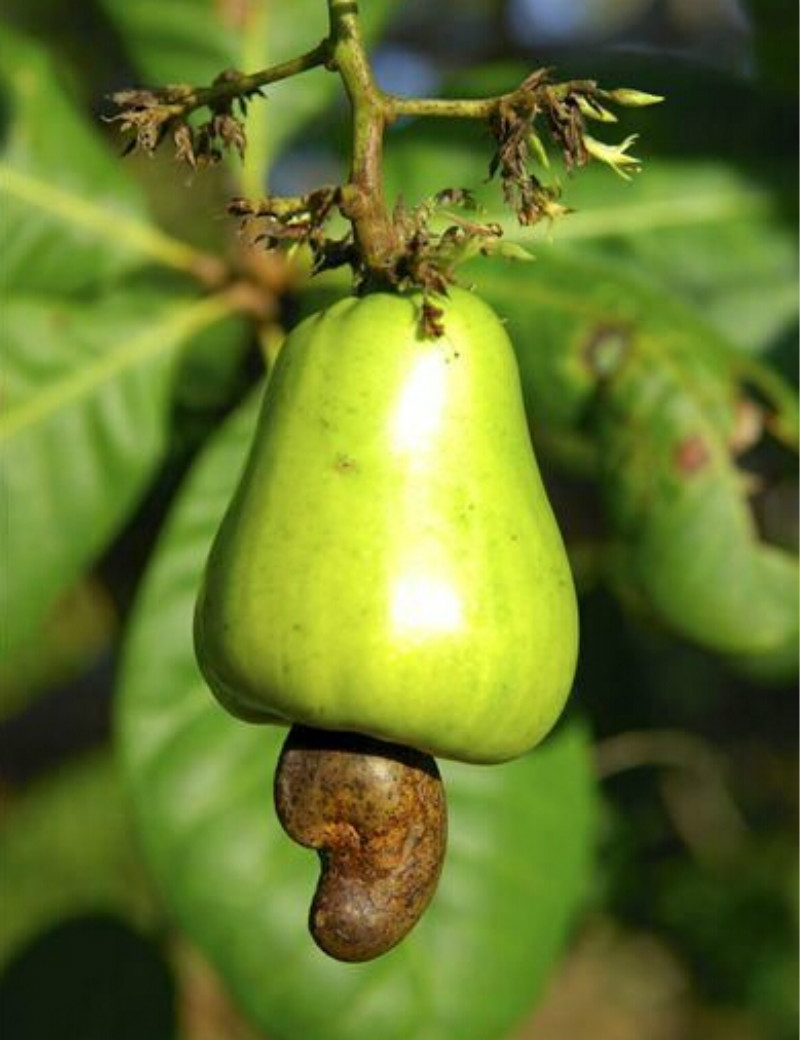 腰果仁 原味 熟 散装ww320 非盐焗炭烧500g 越南烘培原料每日坚果