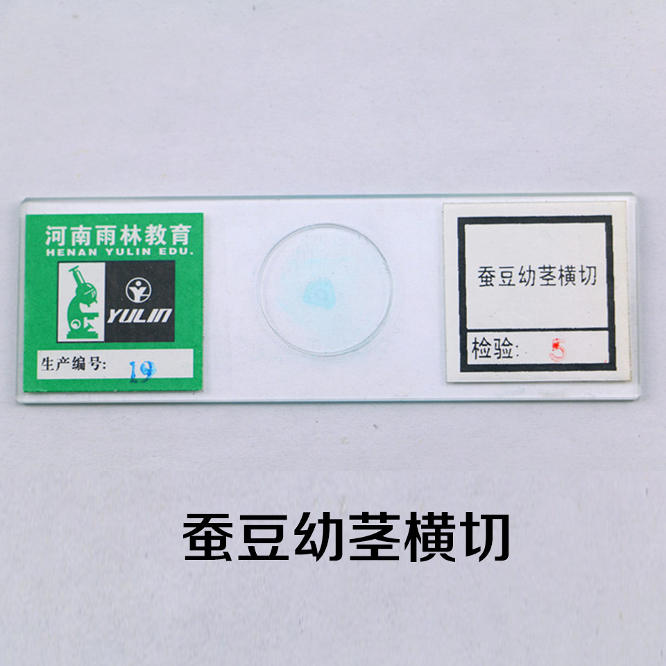 蚕豆老茎横切 切片标本 生物显微镜玻片 植物切片生物切片批发