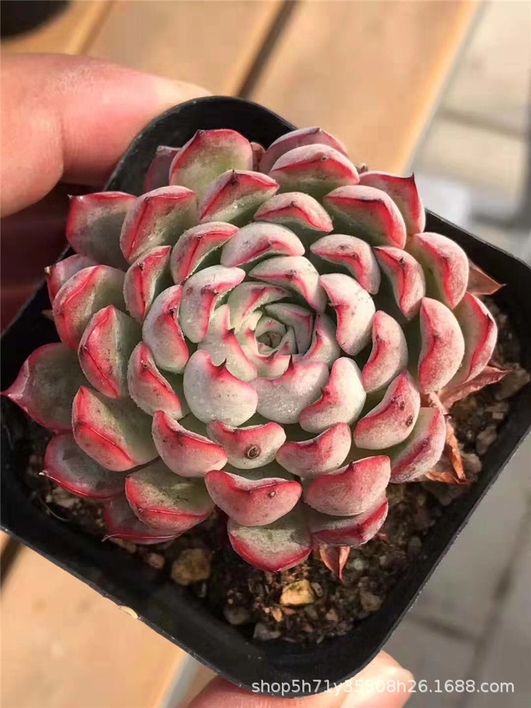 965多肉植物大棚批发韧爪单头盆65cm多肉品种裸根状态实拍
