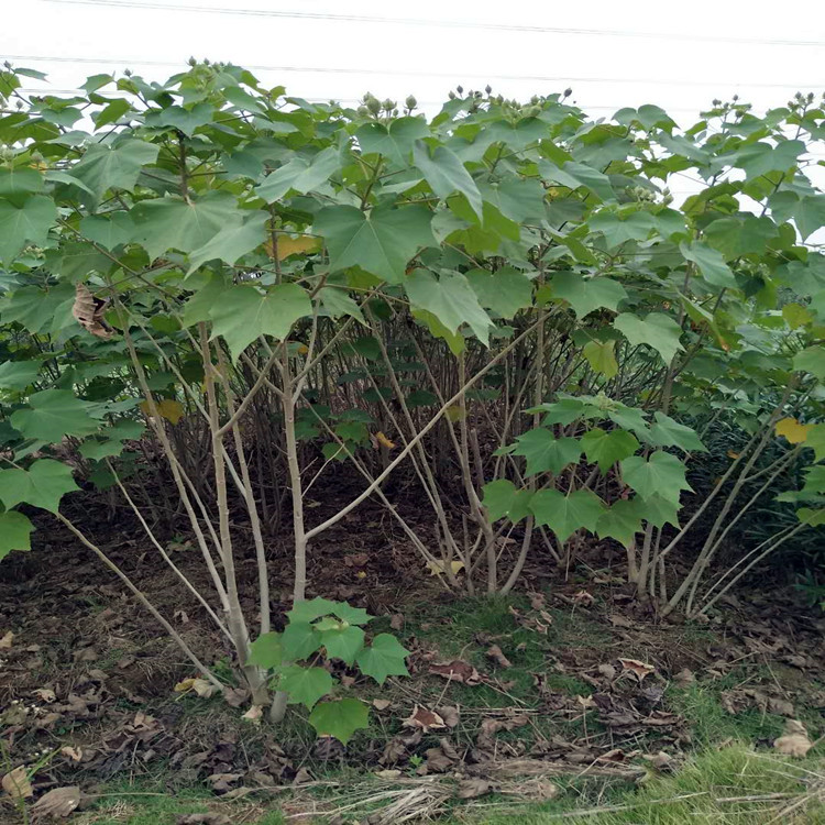 木芙蓉落叶灌木 单杆丛生芙蓉花苗绿化工程上车价格 各种规格齐全