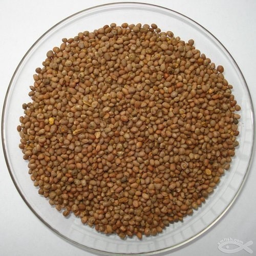 供应胡萝卜籽油 胡萝卜精油 植物精油 食品添加用