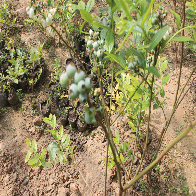 兔眼蓝莓苗_三年蓝莓苗果园批发 蓝丰齐全优质蓝莓苗 - 阿里巴巴