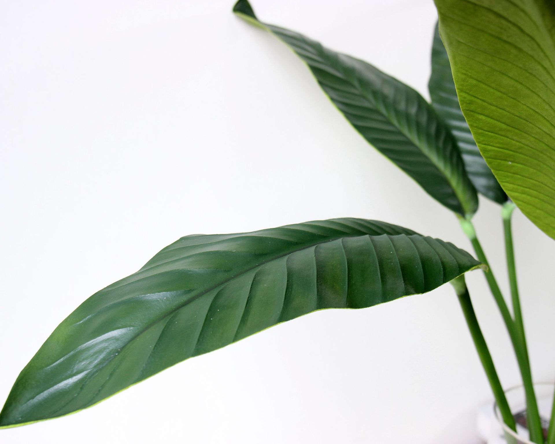 仿真植物 叶子 艺术插花落地艺 高档pu天堂鸟单片叶 仿真花 树叶