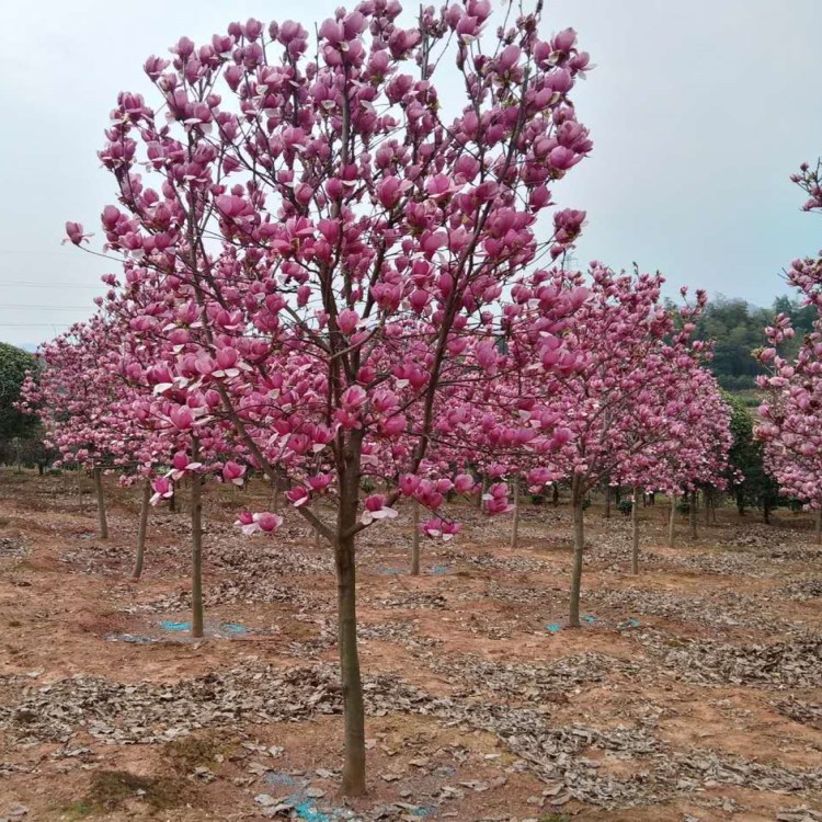 批发8cm-10cm公分二乔玉兰又名紫玉兰红花玉兰树 耐寒耐热乔朩