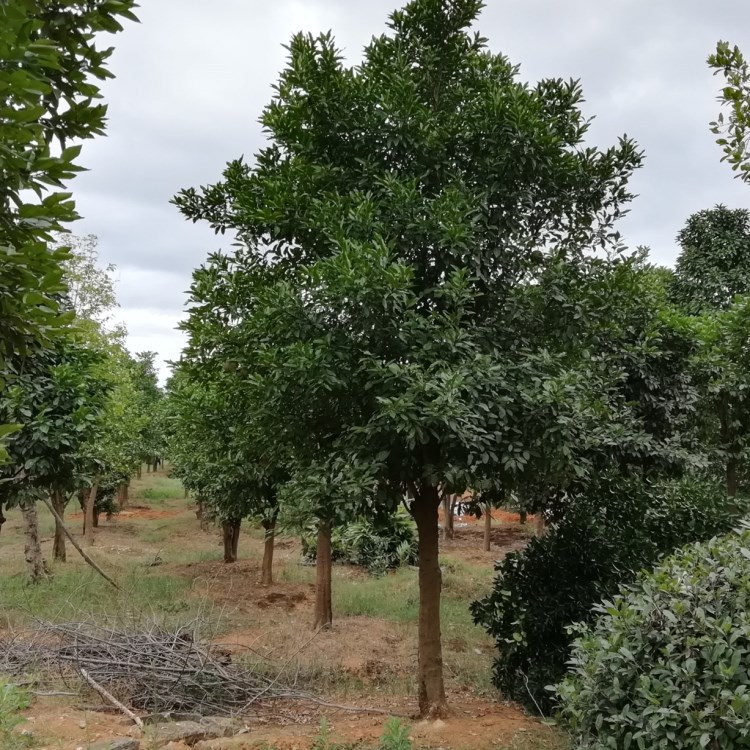 0成交0棵相似出售香橼树 18cm20cm香橼树湖南香橼树价格063600.