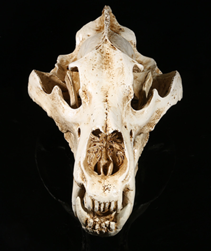 北极熊头骨动物头骨模型树脂骷髅头道具室内办公室装饰摆件