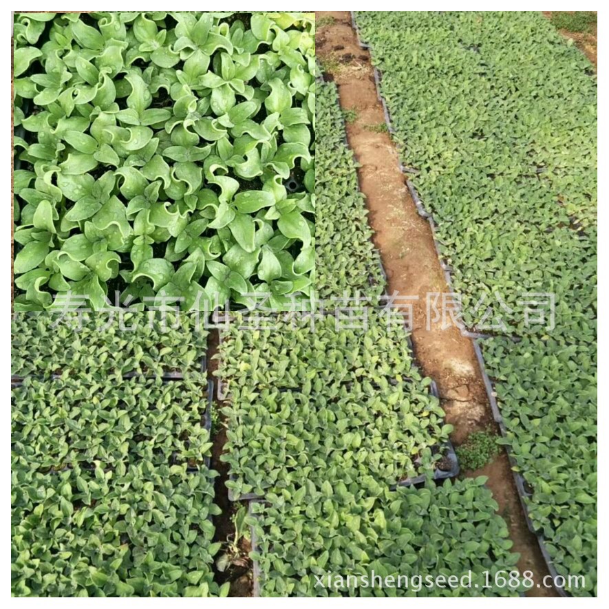 蔬菜种子公司 批发水晶冰菜种子种苗 1000粒小叶冰草种子菜籽